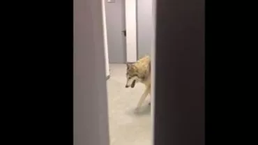 Înregistrarea video în care apărea un lup în Satul olimpic de la Soci este un trucaj