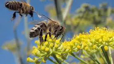 California: O femeie a ajuns în stare gravă la spital după ce a fost atacată de 75.000 albine ucigașe