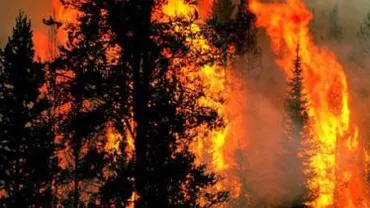 Pompierii intervin pentru stingerea a două incendii de vegetație în județul Harghita: Unul afectează o pădure de conifere
