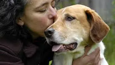 Intră în vigoare noua legislaţie privind identificarea câinilor cu stăpân: Amenzi de până la 5.000 lei dacă animalele nu sunt microcipate