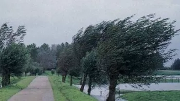 Harghita: Un copac a fost doborât de vântul puternic. Trafic îngreunat pe DN15