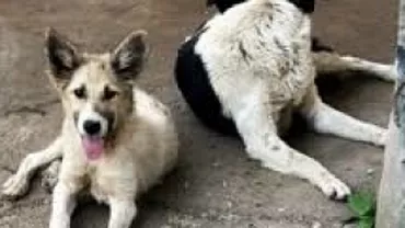 ASPA a capturat șapte maidanezi din zona unde a fost găsit cadavrul unei femei: Doi aparțineau Asociației ”Cuțu-Cuțu”