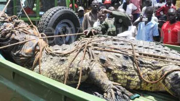 Uganda: Crocodil de o tonă, capturat după ce a ucis și mâncat patru persoane