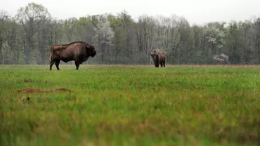 Zimbrăria Neagra, cea mai mare din ţară, ar putea fi extinsă pentru că animalele nu mai au loc