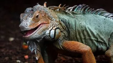 Marea Britanie: Două românce, condamnate pentru trafic de animale