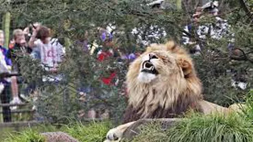 Criza din Crimeea afectează animalele din grădiniile zoologice: Rezervele de mâncare sunt pe terminate