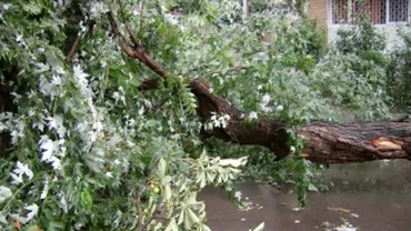 București: Un tânăr de 15 ani a fost rănit după ce un copac a căzut pe el