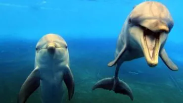 Statele Unite vor trimite 30 de delfini de luptă pentru a participa la antrenamentele NATO din Marea Neagră