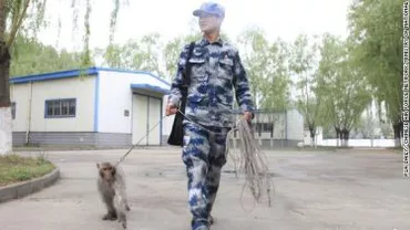 Maimuțele, noua ”armă secretă” a forțelor aeriene chineze