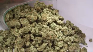 Slatina: Șase kilograme de muguri de canabis, găsite la locuințele unor suspecți de trafic de droguri