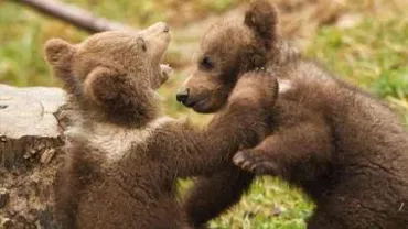 Un sfert din urșii din Europa trăiesc în România: Covasna este județul cu cei mai mulți urși, aproape 1.200 de capete