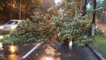 Copac căzut în București: Două mașini au fost avariate