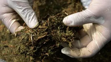DIICOT a arestat doi tineri care au adus peste 1,6 kg de canabis din Spania, drogurile fiind ascunse într-o boxă audio