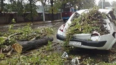 Un copac s-a prăbușit peste două mașini din Sectorul 6 al Capitalei