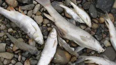 Galați: Alertă medicală în satele limitrofe pârâului Bârlădel, după moartea a sute de pești