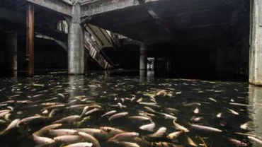 Bangkok: Un mall abandonat, una dintre atracțiile capitalei thailandeze, după ce a fost invadat de pești