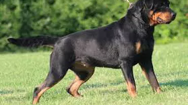 O româncă şi o italiancă au fost atacate de doi câini rottweiler, la Roma