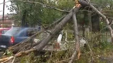 Trei copaci au fost doborâți de vânt în Târgoviște, în urma unei furtuni de scurtă durată