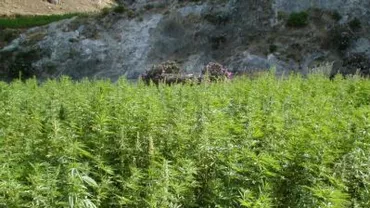 Patru bărbați din București sunt cercetați pentru defrișarea ilegală a unui teren de pe lângă A3 unde au cultivat ulterior canabis