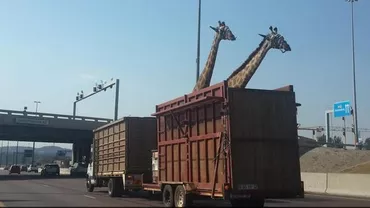 Africa de Sud: O girafă a murit după ce s-a lovit cu capul de un pod, în timp ce era transportată pe o autostradă