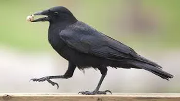 Parisul include ciorile în categoria păsărilor dăunătoare după mai multe atacuri asupra oamenilor