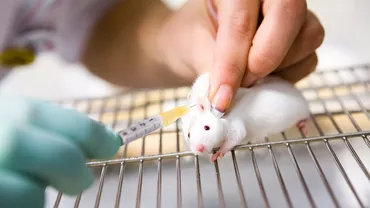 Cercetătorii elveţieni au vindecat artrita, într-un studiu realizat pe şoareci