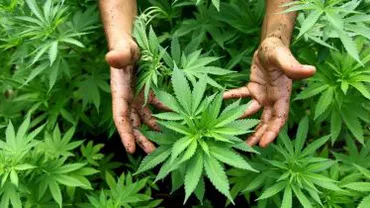 Un bărbat din Mureș a fost reținut după ce a fost prins că plantează canabis în curtea casei