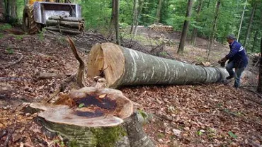 Pădurari cercetați în Arad după ce 8.000 de arbori au fost tăiaţi ilegal cu complicitatea lor