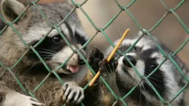 Grădina Zoologică din Sofia a fost închisă după ce mai multe animale au murit