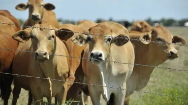 Boala limbii albastre la bovine şi ovine, confirmată şi în două localităţi din Prahova