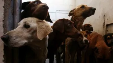 Libia: Cadavrele victimelor epidemiei de Ebola, devorate de haite de câini