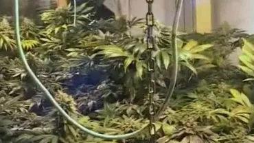 Grupare care vindea seminţe şi echipamente pentru culturi de canabis, destructurată de DIICOT