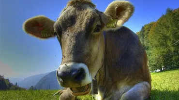 Iordania interzice importurile de ovine și bovine din România
