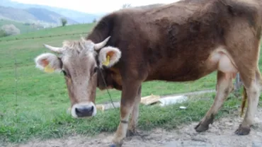 Trei focare de boala limbii albastre, descoperite în Teleorman: Târgurile de animale au fost închise