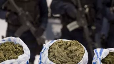 Polițiștii din Iași au reținut trei tineri asupra cărora au găsit aproape 80 de kilograme de canabis