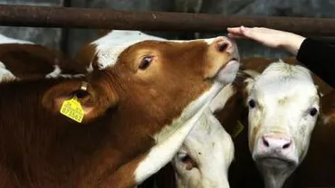 ANSVSA: 212 animale au murit din cauza bolii limbii albastre, cele mai multe cazuri fiind în Buzău
