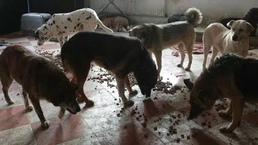 Italia: Menajeră româncă, sechestrată timp de patru luni într-o încăpere cu 26 de câini