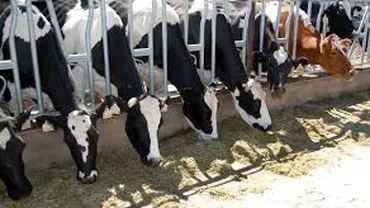 Rusia restricționează importul de ovine și bovine din Italia, România și Serbia