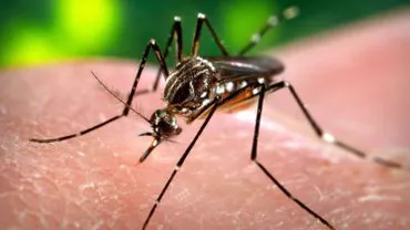 Primul caz de meningită cu virusul West Nile din acest an a fost înregistrat în Iași