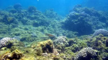 PH-ul oceanelor a crescut cu 26% în ultimii 200 de ani, cercetătorii insistând pe gravitatea acestui fenomen