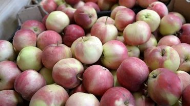 Rusia a returnat în Belarus 19 tone de mere, sub pretextul că provin din Republica Moldova