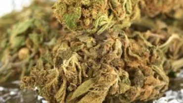 Patru persoane suspectate că au cultivat și comercializat canabis au fost reținute în Vâlcea