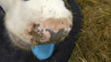 Trei noi cazuri de boala limbii albastre, înregistrate în Suceava