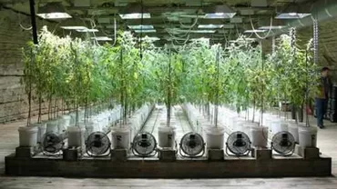 Plantație uriașă de marijuana, descoperită în Spania: Un român, arestat alături de alte nouă persoane