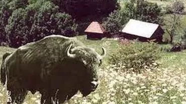 Un al şaselea zimbru a murit în Rezervaţia Haţeg-Slivuţ, din cauza bolii limbii albastre