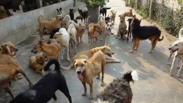 Mai mulţi cercetători şi profesori din Cluj-Napoca vor ca stăpânii câinilor nesterilizaţi să fie impozitaţi (VIDEO)