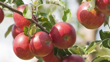 Rusia, dispusă să negocieze cu Republica Moldova eliminarea restricțiilor la furnizarea de fructe și carne