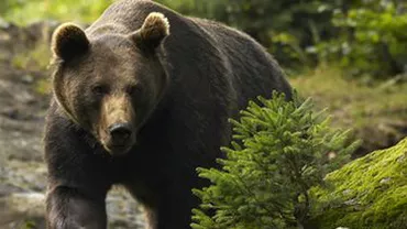 Harghita: Pacienții unui spital de Psihiatrie, speriați de un urs care se plimbă prin curtea instituției