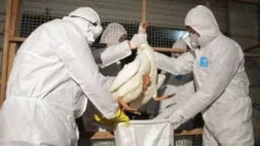 Olanda: 8.000 de păsări vor fi sacrificate pentru a preveni răspândirea epidemiei de gripă aviară