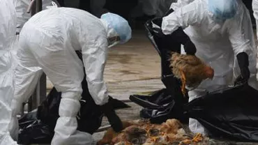 Olanda: Autoritățile au anunțat descoperirea unui nou focar de gripă aviară